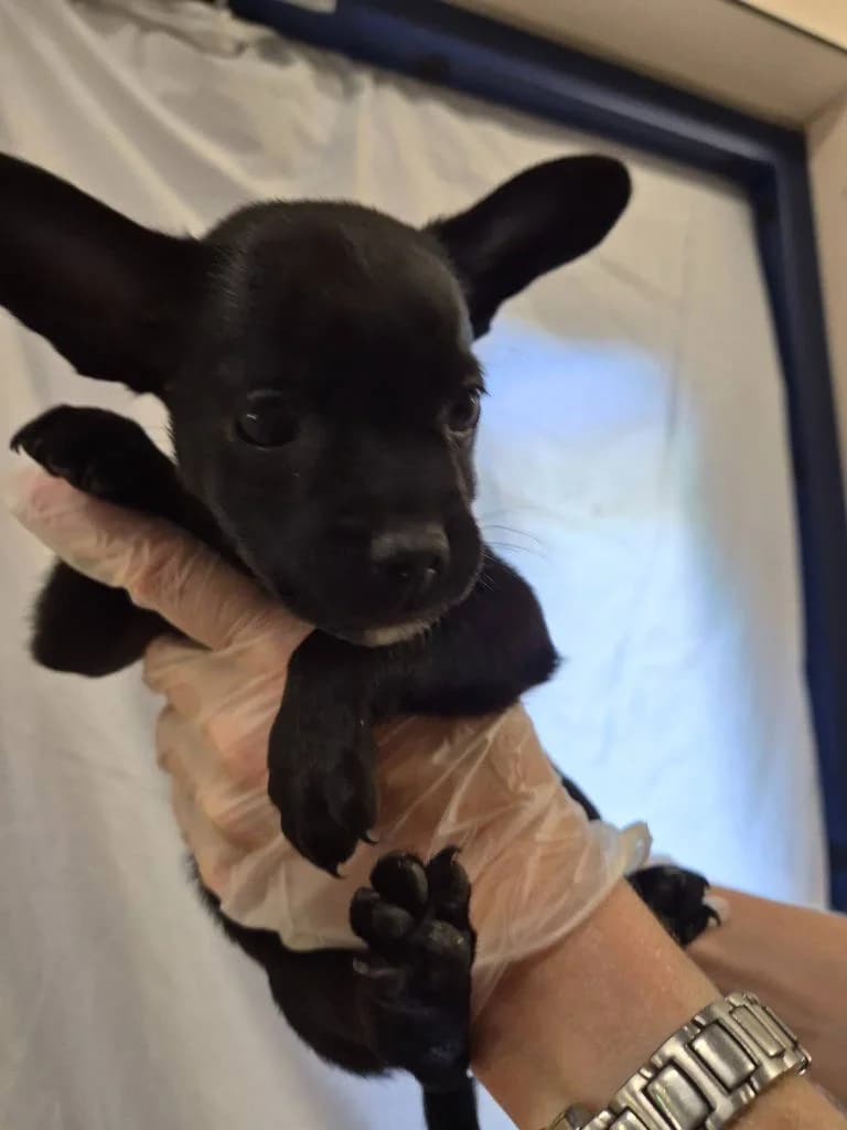 Marimba, female puppy Mixed Breed for adoption at RSPCA Woodside