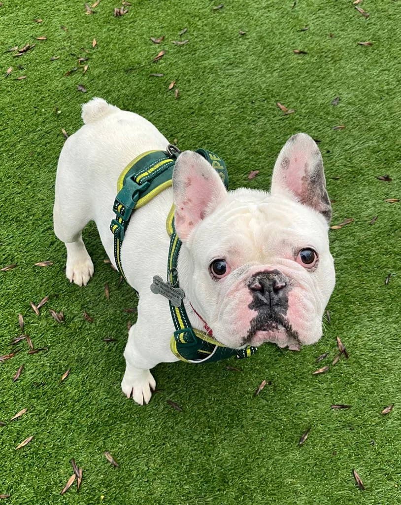 Marley, male 7yo English Bulldog for adoption at RSPCA Woodside
