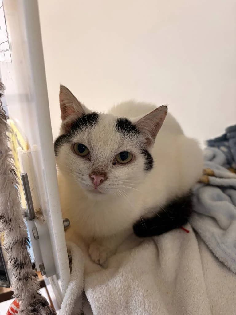 Maverick, male Mixed Breed Cat for adoption at RSPCA Woodside