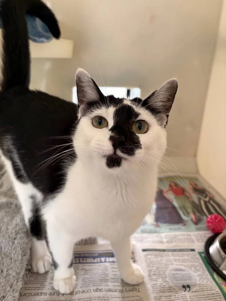 Meringue, female young Mixed Breed Cat for adoption at RSPCA Woodside