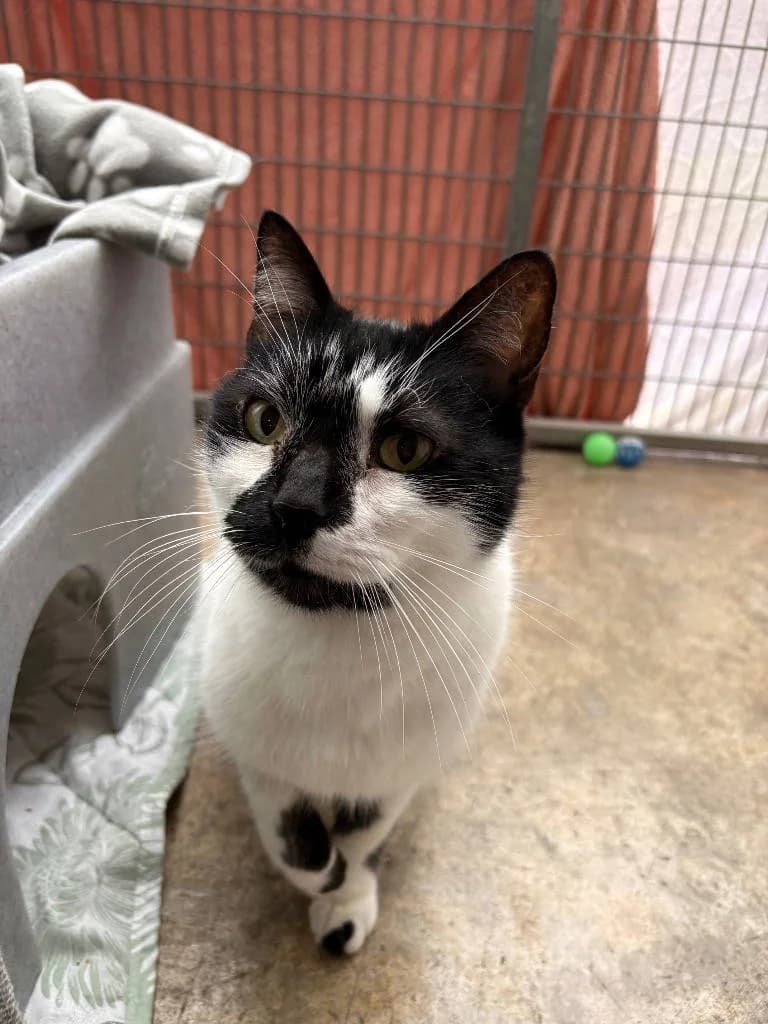 Milly, male senior Mixed Breed Cat for adoption at RSPCA Woodside