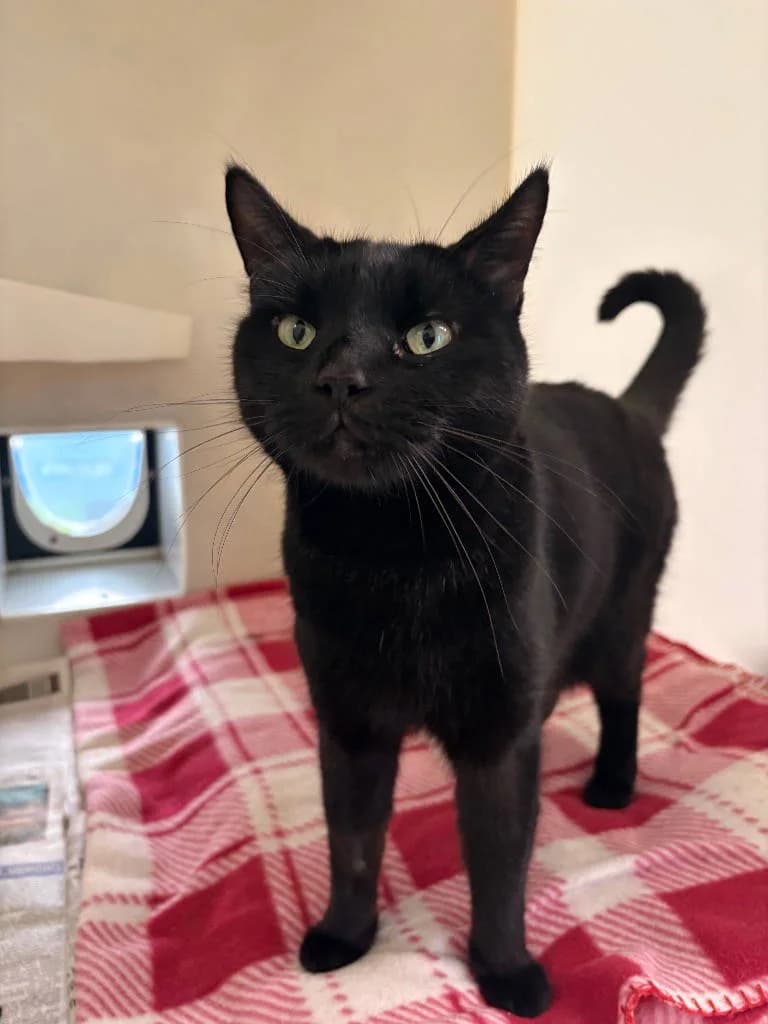 Mitsy, female senior Mixed Breed Cat for adoption at RSPCA Woodside