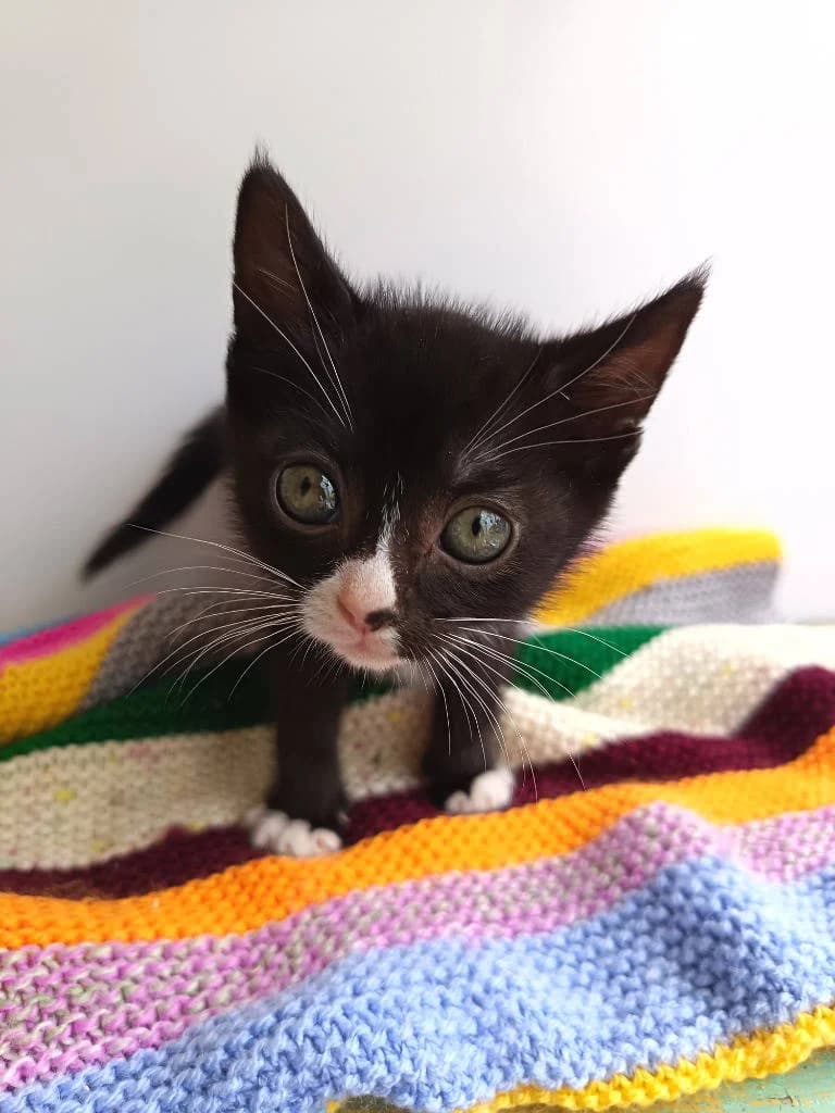 Montana, female puppy Mixed Breed Cat for adoption at RSPCA Woodside