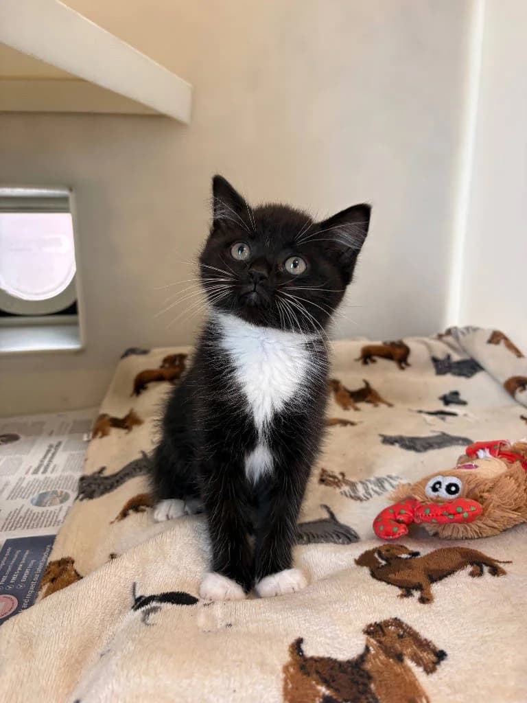 Mouse, female 4yo Mixed Breed Cat for adoption at RSPCA Woodside