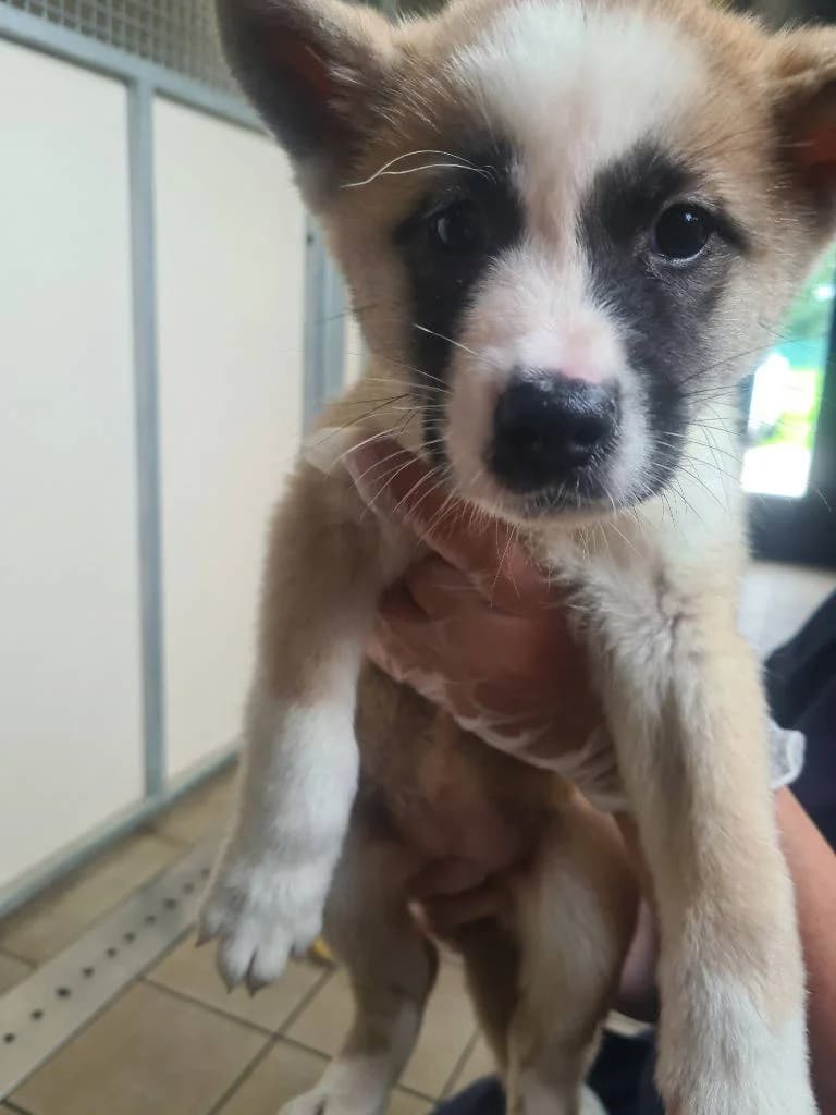 Nancy, female Akita for adoption at RSPCA Woodside