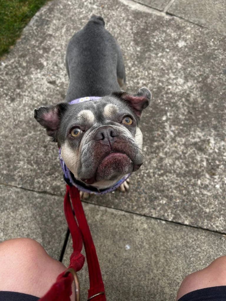 Pippa, female young English Bulldog for adoption at RSPCA Woodside