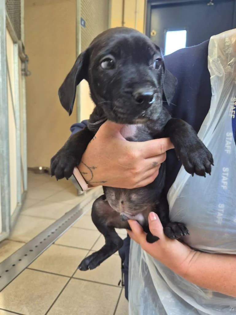 Pisces, male puppy Presa Canario for adoption at RSPCA Woodside