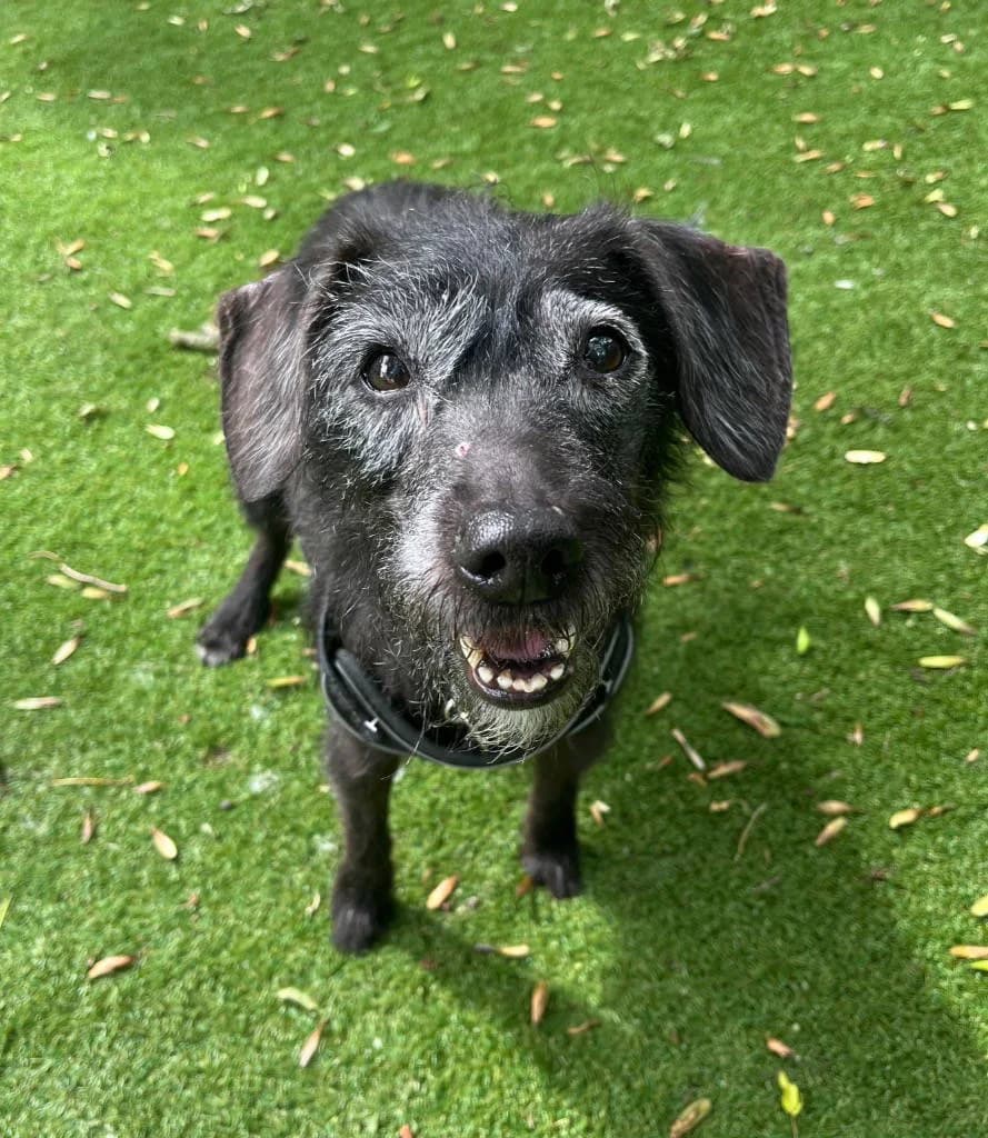 Pixie, female senior Mixed Breed for adoption at RSPCA Woodside