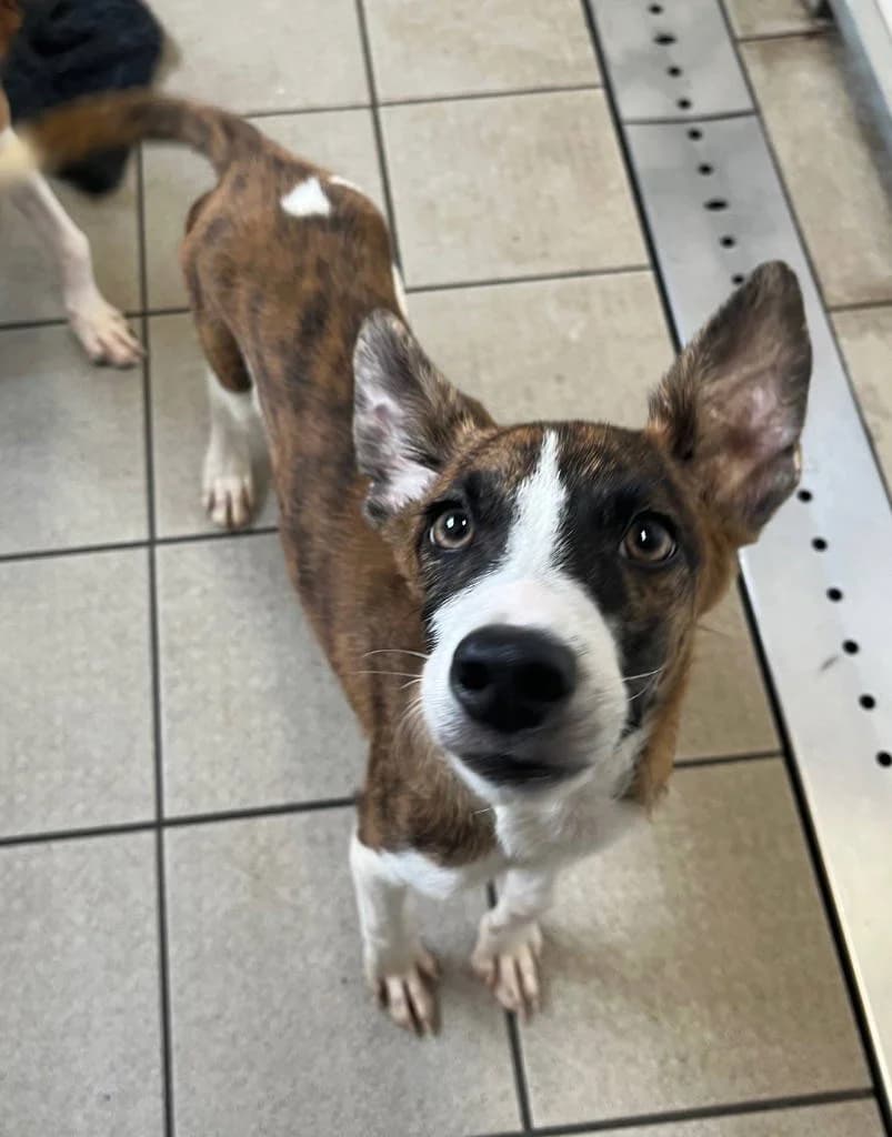 Prodigy, male puppy Mixed Breed for adoption at RSPCA Woodside