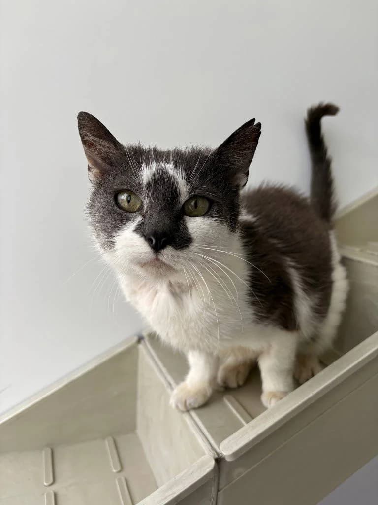 Pudding, Mixed Breed Cat (RSPCA Woodside)