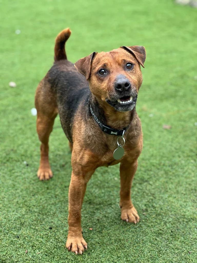 Reggie, male 5yo mixed breed for adoption at RSPCA Woodside