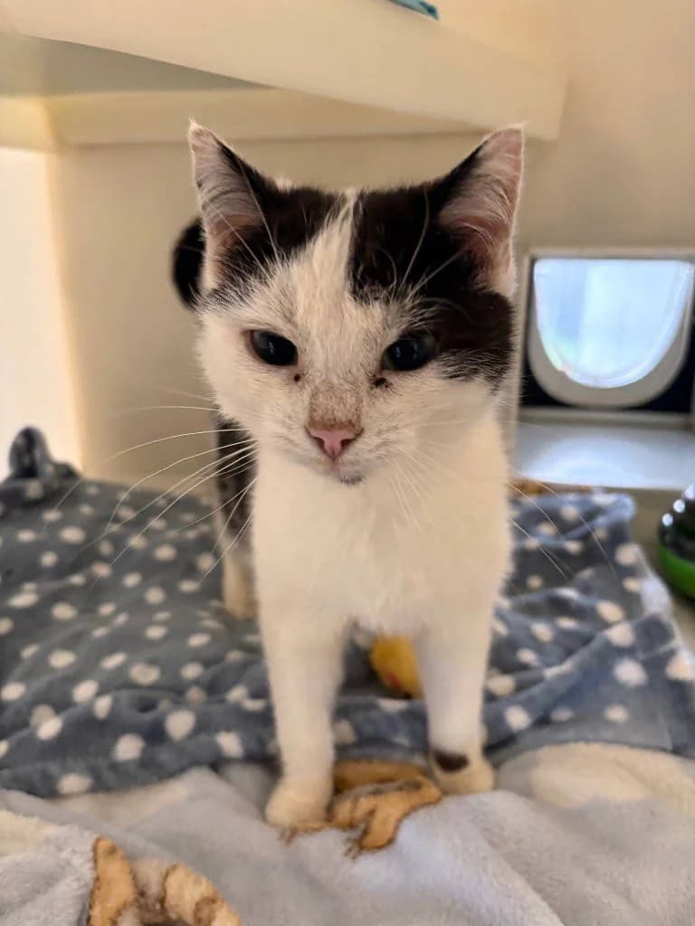 River, male Mixed Breed Cat for adoption at RSPCA Woodside