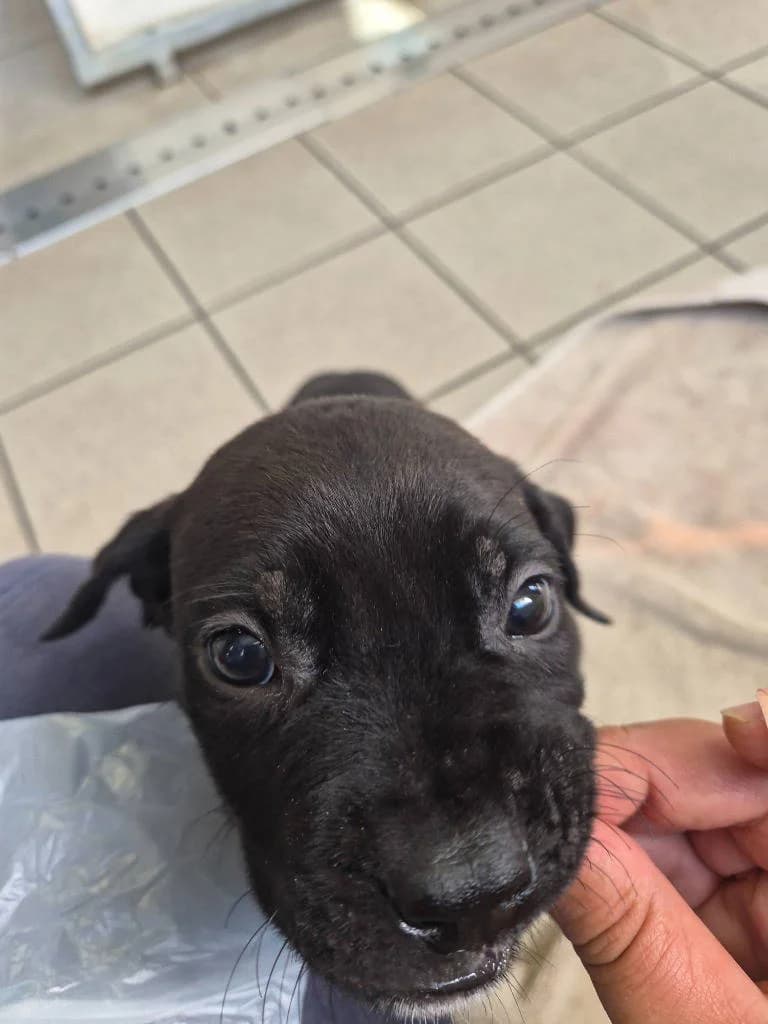 Scorpio, male puppy Presa Canario for adoption at RSPCA Woodside