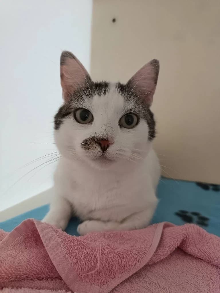 Spritz, female 6yo Mixed Breed Cat for adoption at RSPCA Woodside