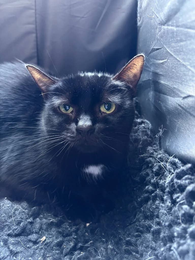Star, female 4yo Mixed Breed Cat for adoption at RSPCA Woodside