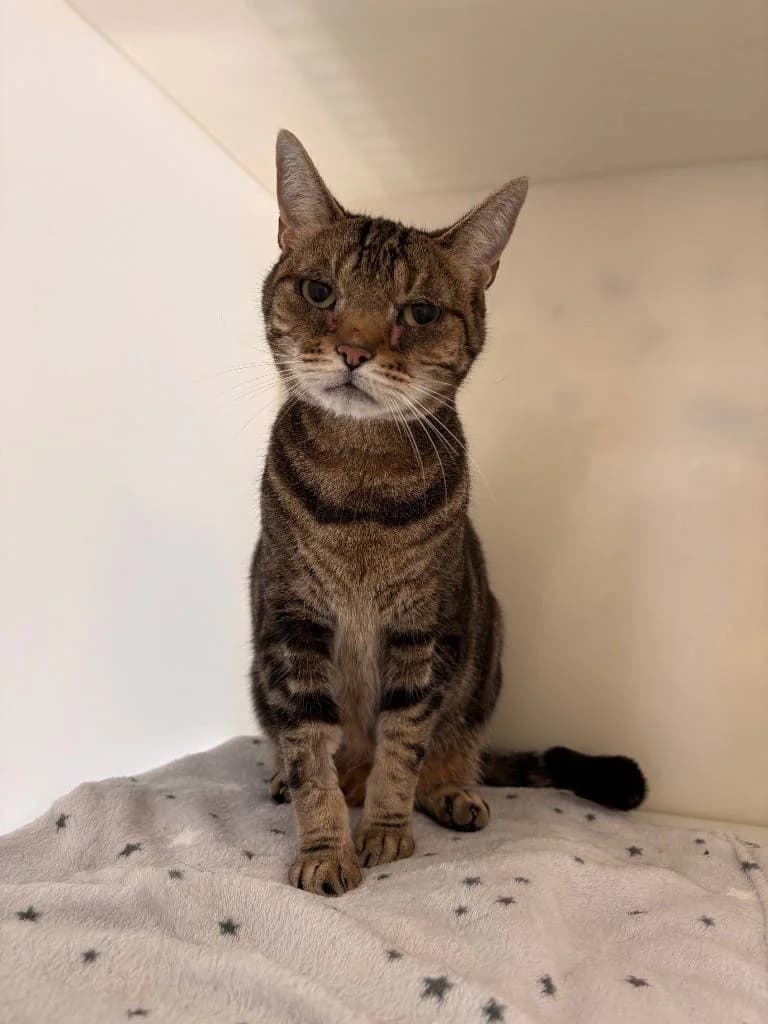 Toby, male senior Bengal for adoption at RSPCA Woodside