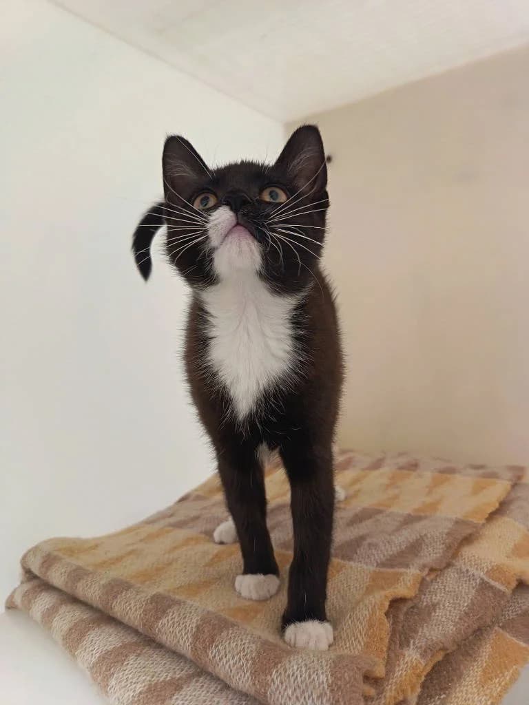 Tula, female puppy Mixed Breed Cat for adoption at RSPCA Woodside