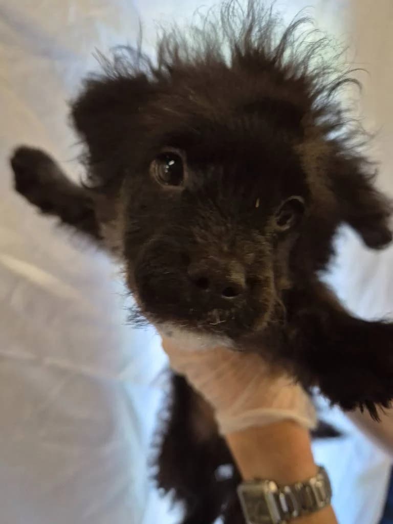 Vielle, female puppy Mixed Breed for adoption at RSPCA Woodside