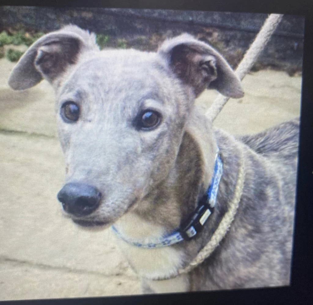 Willow, female Lurcher for adoption at RSPCA Woodside
