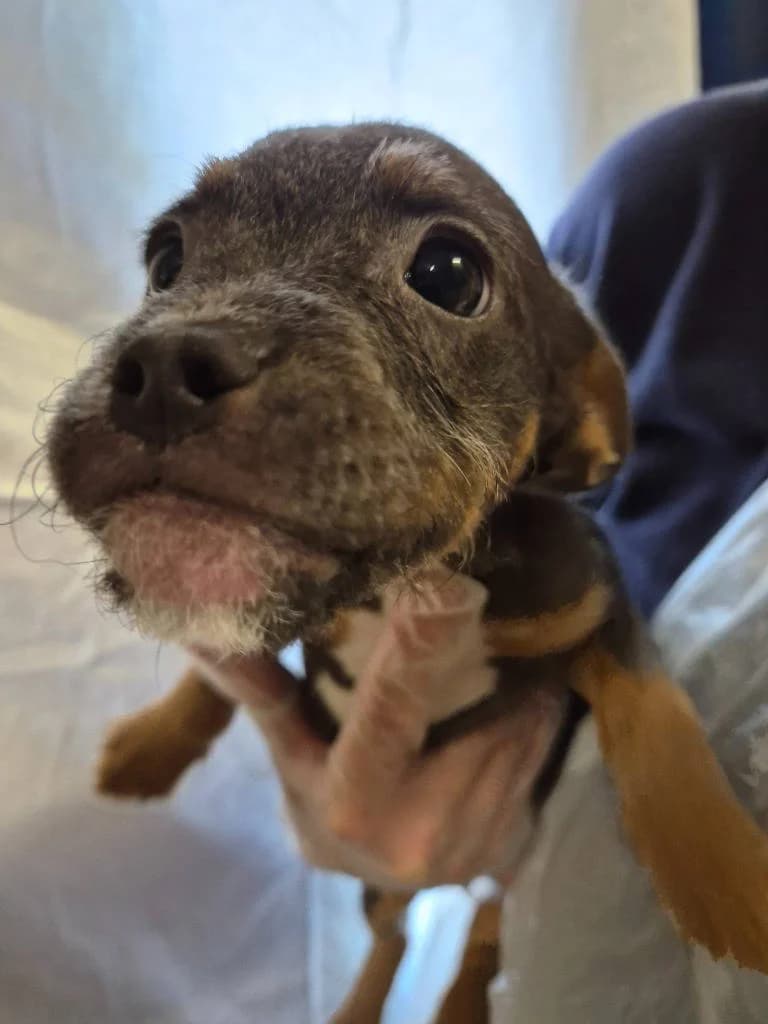 Zaqq, male puppy Mixed Breed for adoption at RSPCA Woodside