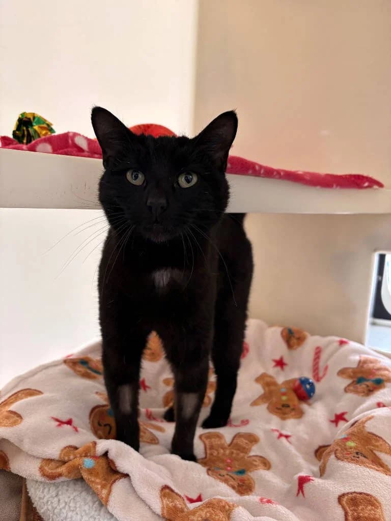 Zo, female 5yo Mixed Breed Cat for adoption at RSPCA Woodside