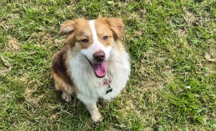 Ben, male young Collie for adoption at RSPCA York Home