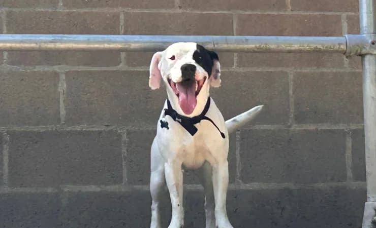 Bo, male young Staffordshire Bull Terrier for adoption at RSPCA York Home