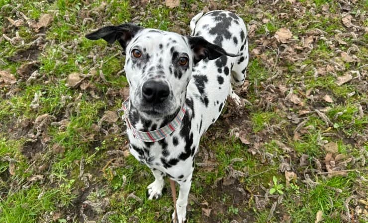 Ena, female 3yo Dalmatian for adoption at RSPCA York Animal Home, York