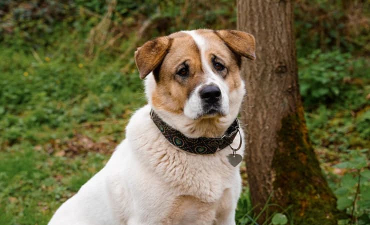 Ice, female 7yo Mixed Breed for adoption at RSPCA York Home