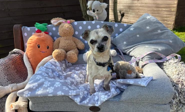 Rex, male senior Chihuahua for adoption at RSPCA York Animal Home, York