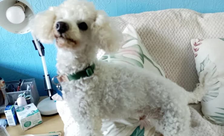 Sam, male senior Poodle for adoption at RSPCA York Animal Home, York