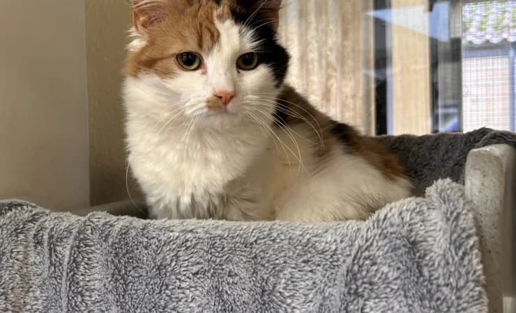 Beau, female 5yo Mixed Breed Cat for adoption at RSPCA York Home