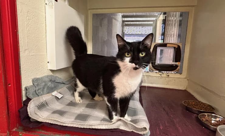 Carl, male young Mixed Breed Cat for adoption at RSPCA York Home