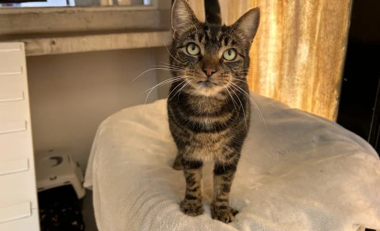 Coco, male 6yo Mixed Breed Cat for adoption at RSPCA York Home