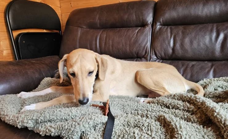 Cricket, male puppy Lurcher for adoption at RSPCA York Home