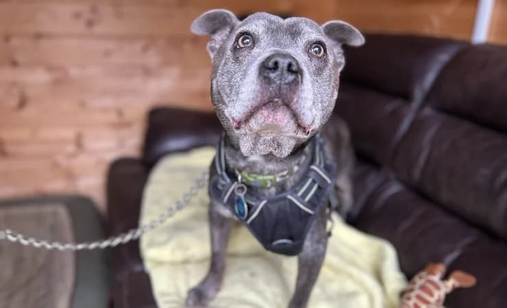 Diesel, male senior Staffordshire Bull Terrier for adoption at RSPCA York Home