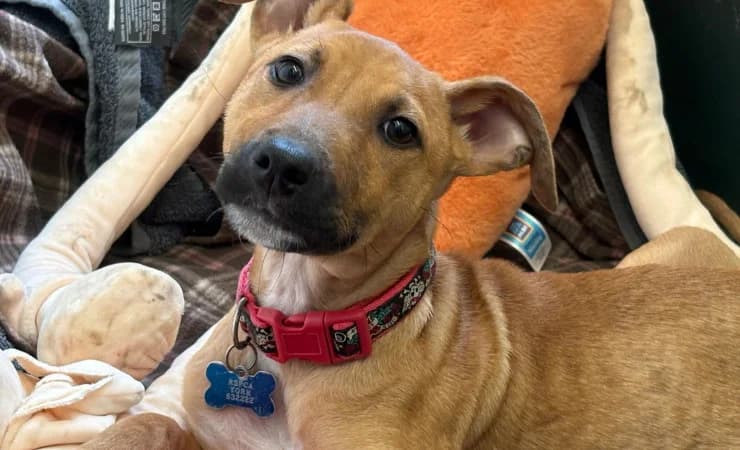 Fallow, female puppy Lurcher for adoption at RSPCA York Home