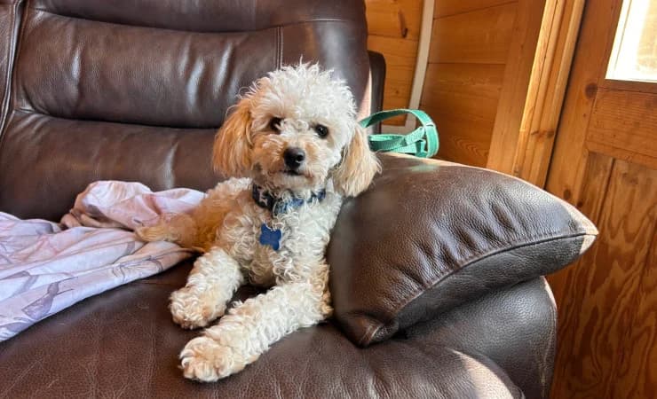 Fleur, female 3yo Poodle for adoption at RSPCA York Animal Home, York