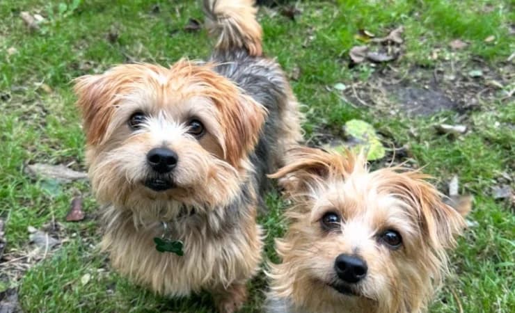 Lucy & Chase,  senior Yorkshire Terrier for adoption at RSPCA York Home