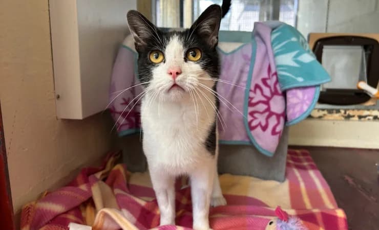 Oliver, male young Mixed Breed Cat for adoption at RSPCA York Home