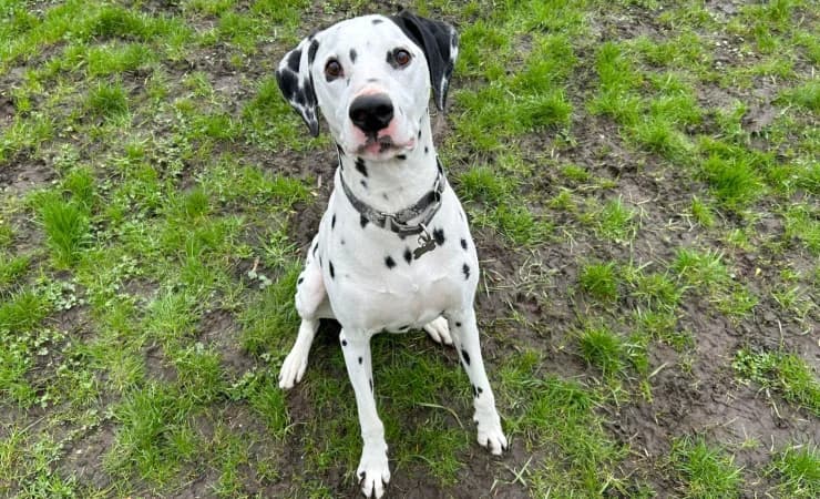 Oliver, male senior Dalmatian for adoption at RSPCA York Home