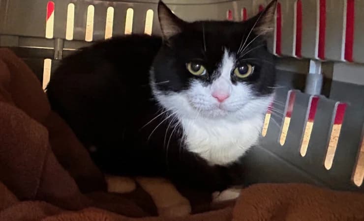 Panda, male young Mixed Breed Cat for adoption at RSPCA York Home
