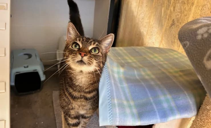 Roma, female senior Mixed Breed Cat for adoption at RSPCA York Home