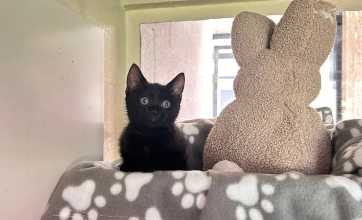 Stella, female puppy Mixed Breed Cat for adoption at RSPCA York Home
