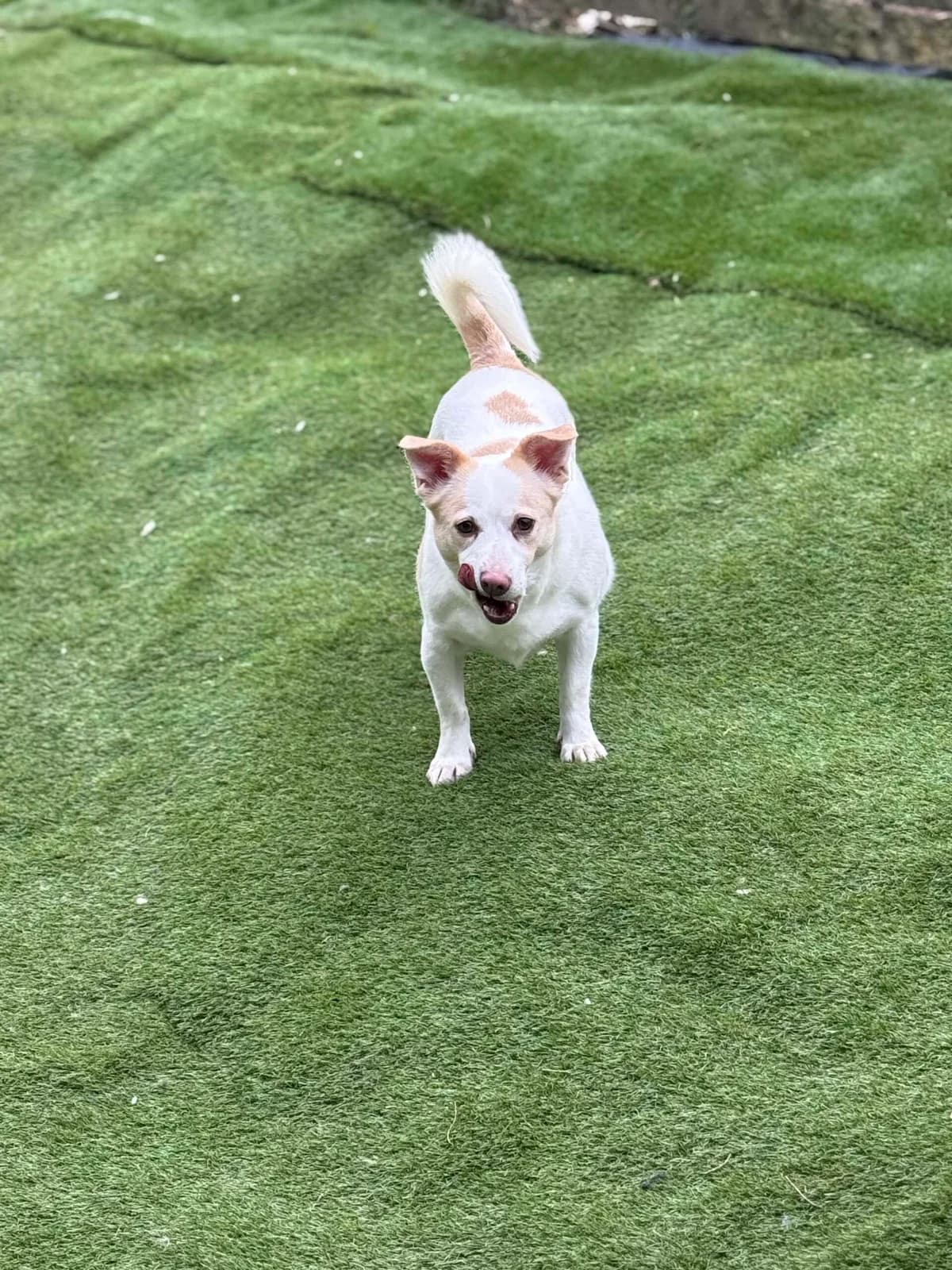 LILY, female Mixed Breed for adoption at Rushton Dog Rescue, Langport