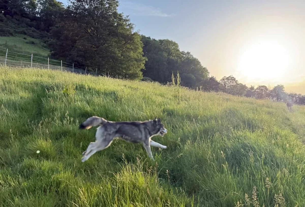 KODA, male young Mixed Breed for adoption at Rushton Dog Rescue, Langport
