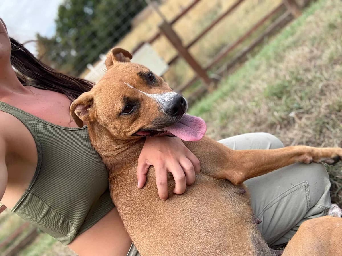 KRISSY, female puppy Mixed Breed for adoption at Rushton Dog Rescue, Langport