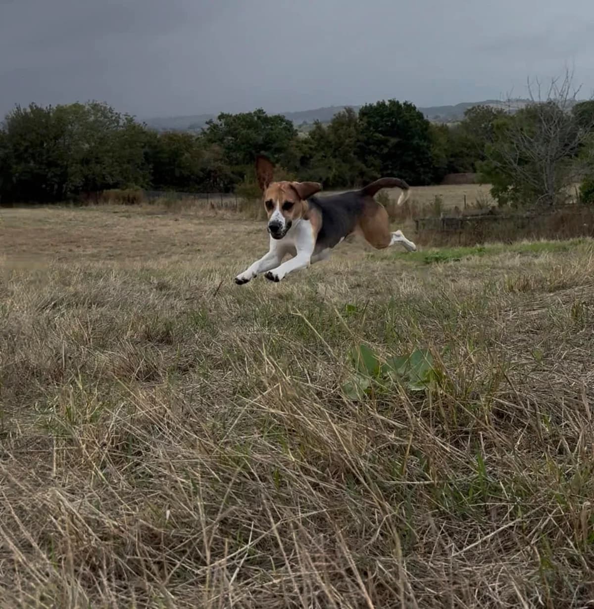 Dobson, male Mixed Breed for adoption at Rushton Dog Rescue, Langport