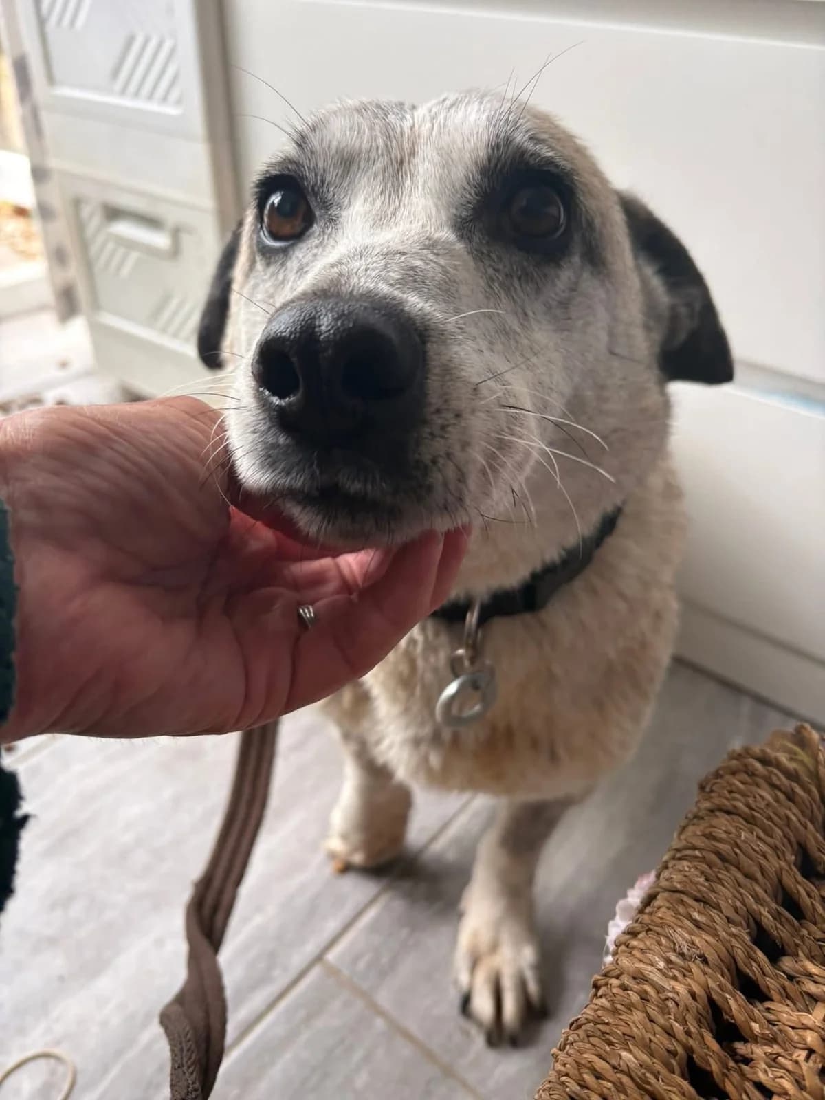 Alba, Mixed Breed (Safe Rescue for Dogs)