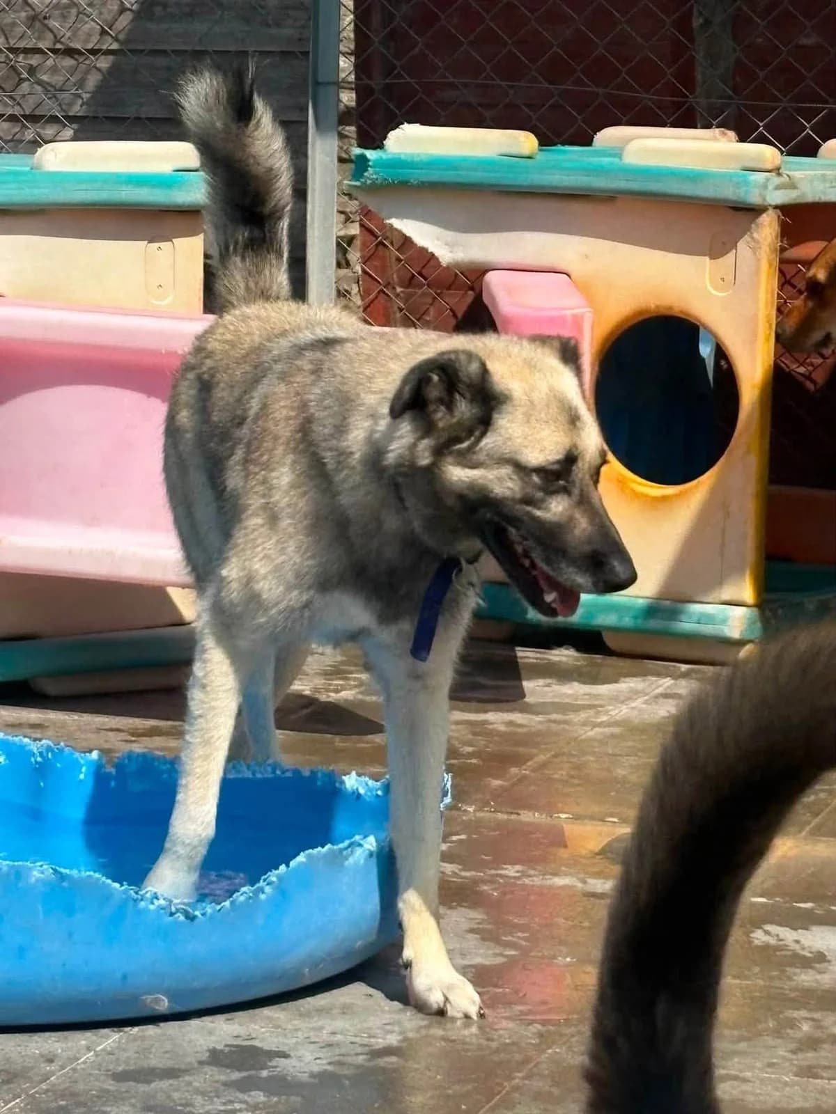 Alfie, female mixed breed for adoption at Safe Rescue for Dogs